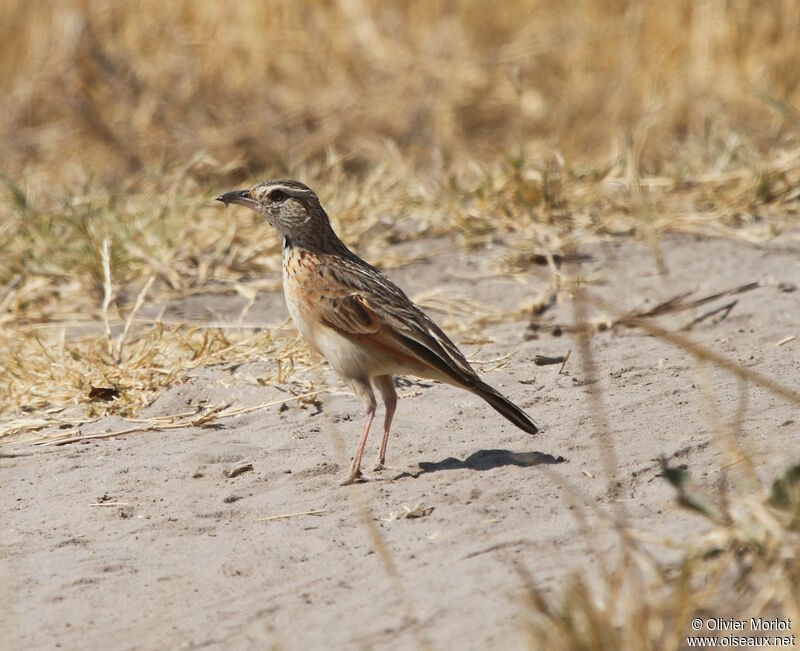 Plain-backed Pipit