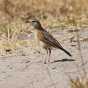 Plain-backed Pipit