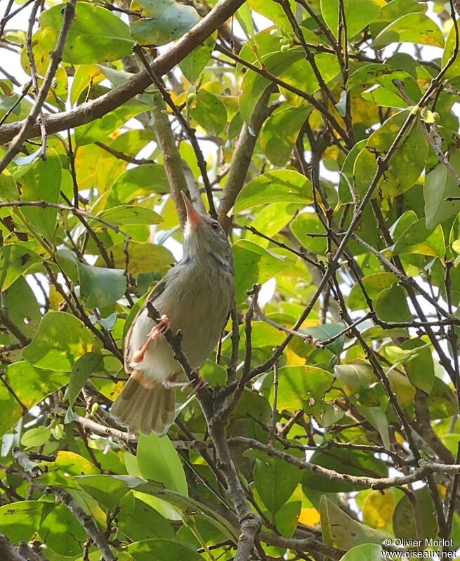 Paddyfield Pipit