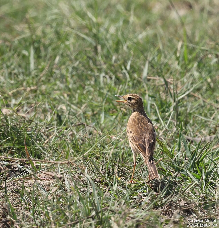 Paddyfield Pipit