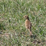 Paddyfield Pipit