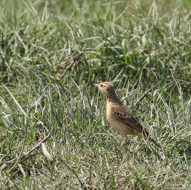 Paddyfield Pipit