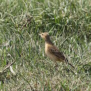 Paddyfield Pipit