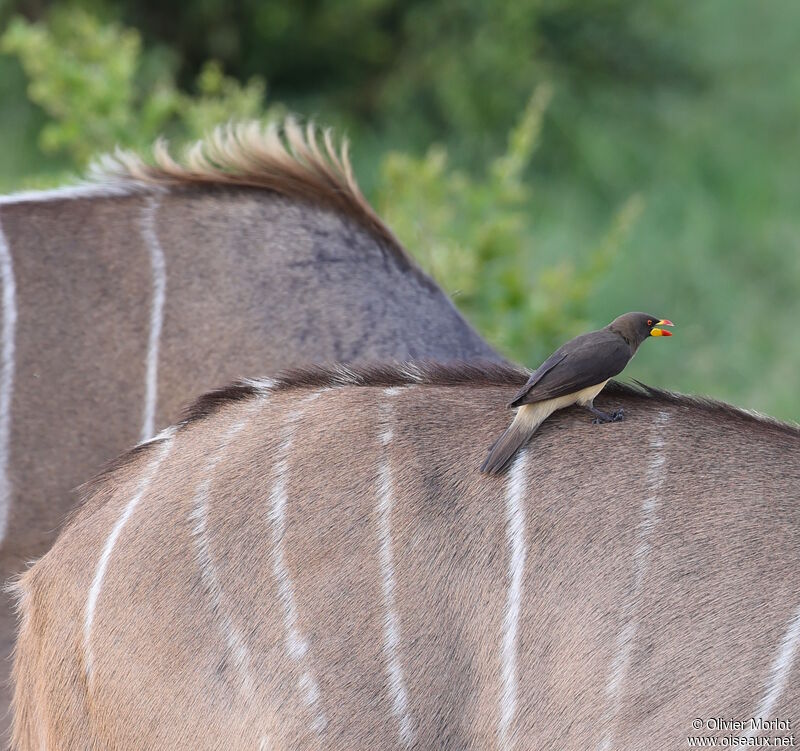 Yellow-billed Oxpecker