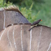 Yellow-billed Oxpecker