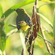 Platyrhynque à poitrine jaune