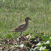 Pacific Golden Plover