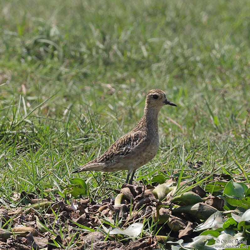 Pacific Golden Plover