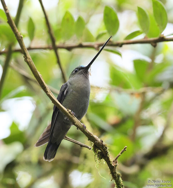 Green-fronted Lancebill