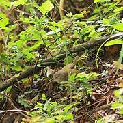 Willow Warbler