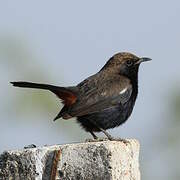 Indian Robin