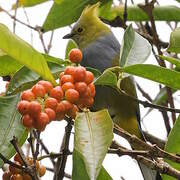 Ptilogon à longue queue