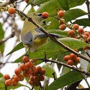 Ptilogon à longue queue