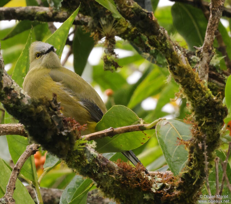 Long-tailed Silky-flycatcher male