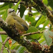 Ptilogon à longue queue