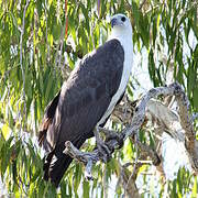 White-bellied Sea Eagle