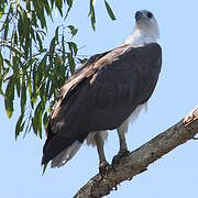 White-bellied Sea Eagle