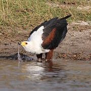 African Fish Eagle