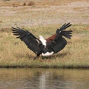 African Fish Eagle