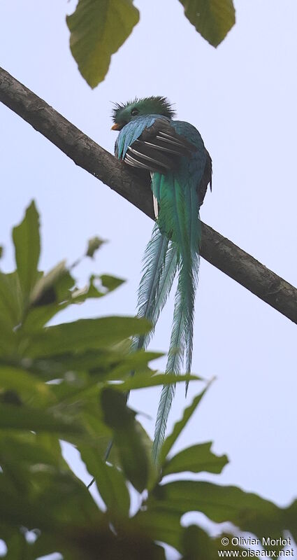 Quetzal resplendissant mâle