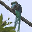 Quetzal resplendissant