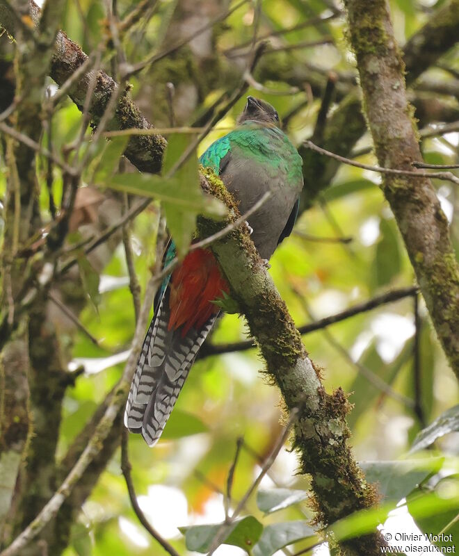 Quetzal resplendissant femelle