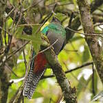 Quetzal resplendissant