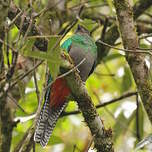 Quetzal resplendissant