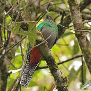 Resplendent Quetzal