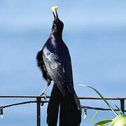 Great-tailed Grackle