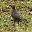 Quiscale à longue queue