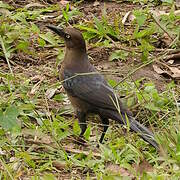 Quiscale à longue queue