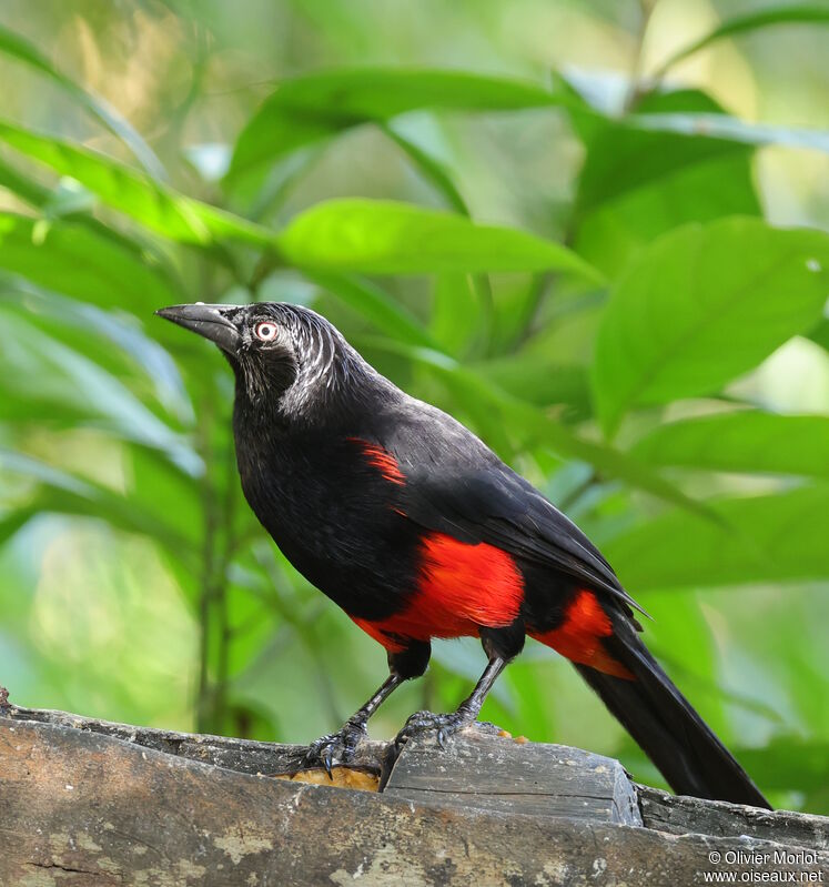 Quiscale à ventre rouge