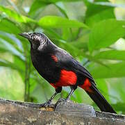 Red-bellied Grackle