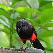 Red-bellied Grackle