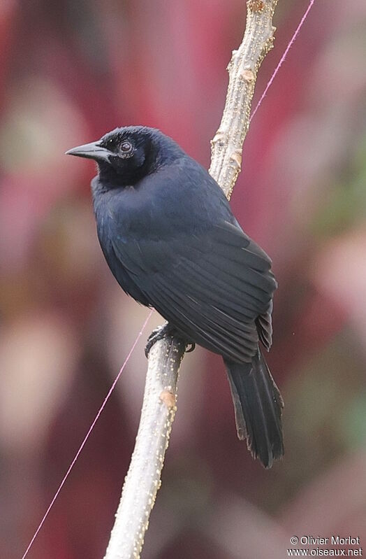 Melodious Blackbird