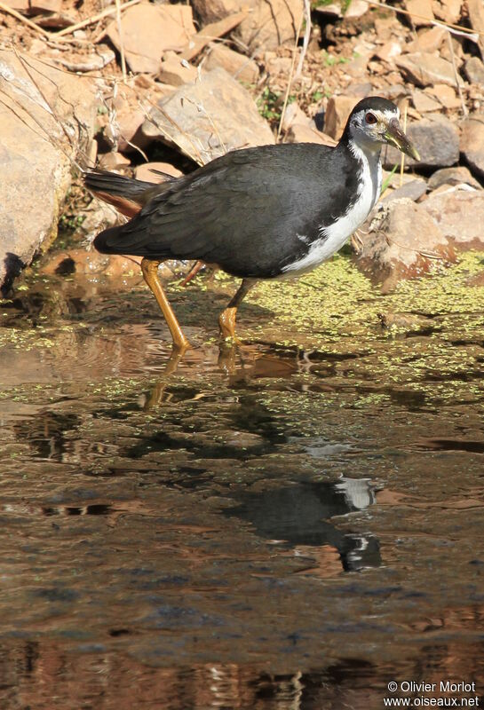 White-breasted Waterhen