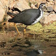 White-breasted Waterhen