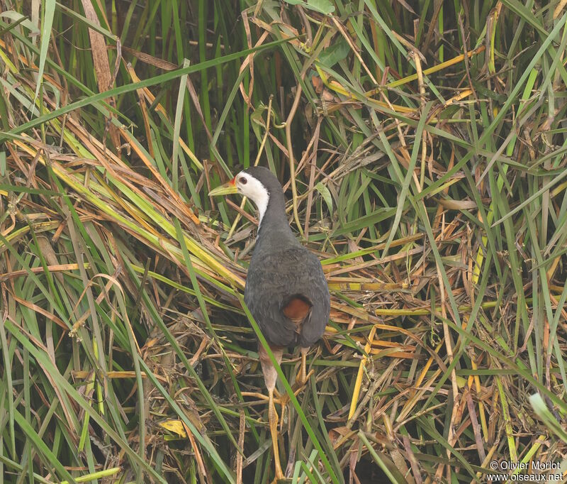 Râle à poitrine blanche