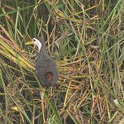 White-breasted Waterhen