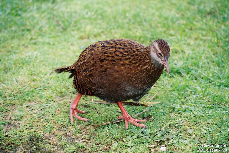 Weka