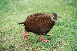 Weka