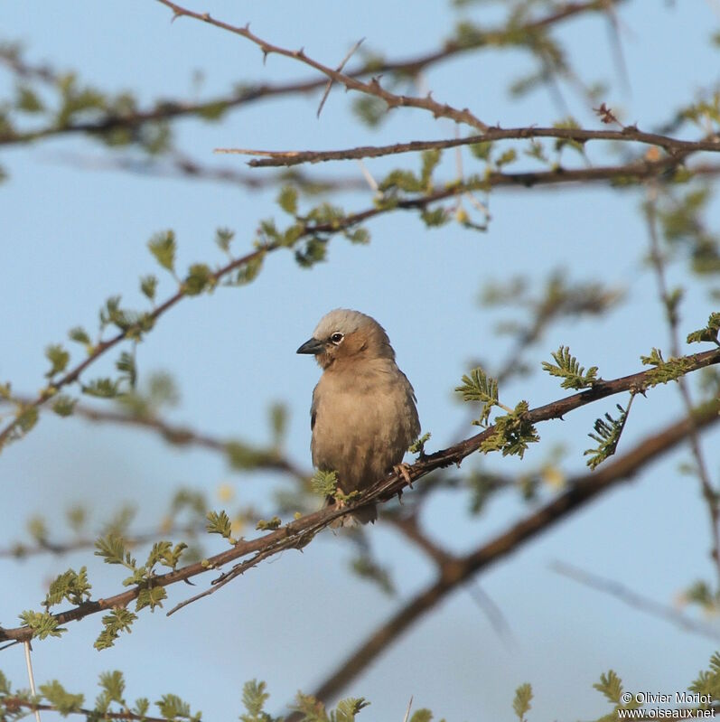 Grey-capped Social Weaver