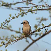 Grey-capped Social Weaver