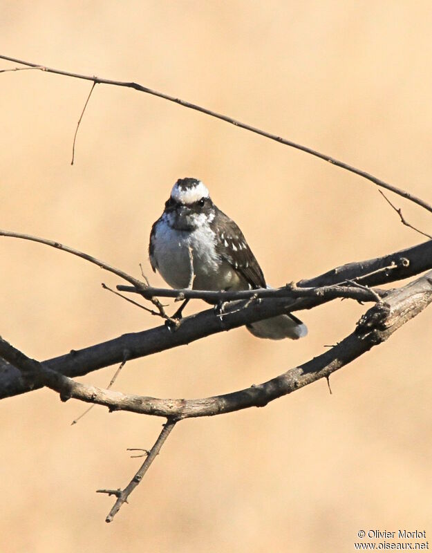 White-browed Fantail