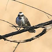 White-browed Fantail