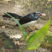 Willie Wagtail