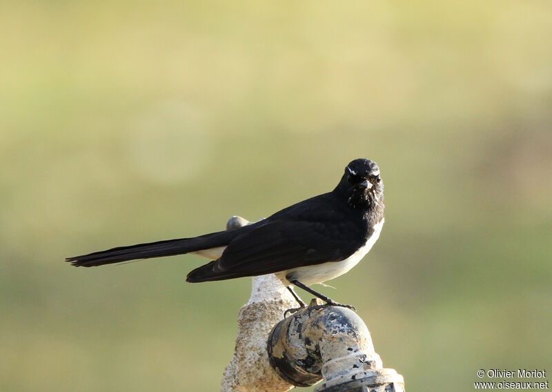 Willie Wagtail