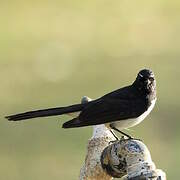 Willie Wagtail