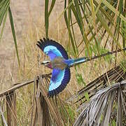 Lilac-breasted Roller